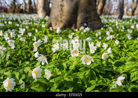 Anemonen im Wald. Stockfoto