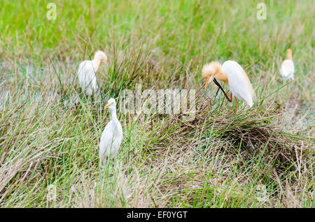 Kuhreiher (Bubulcus Ibis) Vögel stehen in einem Sumpfgebiet auf einer Wiese, auf der Suche nach etwas zu essen. Stockfoto