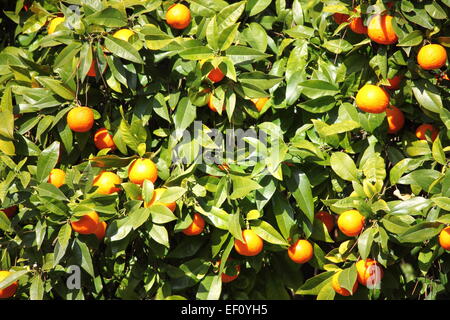 Frischen, reifen Bio-Orangen hängen an einem Orangenbaum Stockfoto