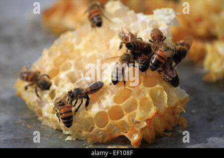 Nahaufnahme der Bienen Honigzellen arbeiten Stockfoto