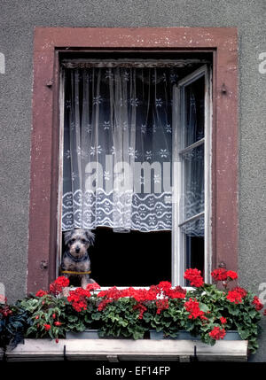 Ein süßen neugieriger Hund mit einer dämpfenden Leine um seinen Körper sieht aus einem offenen Fenster vorbei an Blumenkästen mit roten Geranien zu sehen, was auf der Straße in Staufen, einer Kleinstadt am Rande des Schwarzwaldes (Schwarzwald) in Süddeutschland. Stockfoto