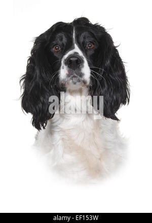 Studioaufnahme von einem jungen Stammbaum Springer Spaniel. Stockfoto