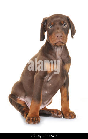 Eine Studio gedreht Portrait eines Dobermann Zange Pedigree Hund männliche Welpen. Stockfoto