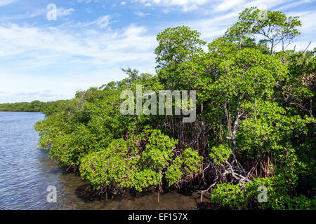 Riviera Beach Florida, North Palm Beach, John D. MacArthur Beach State Park, Lake Worth Lagoon, Promenade, Wasser, Natur, rote Mangroven, Besucher reisen Stockfoto