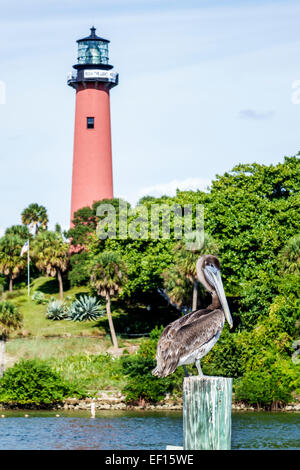 Florida Jupiter, Jupiter Inlet Light, Leuchtturm, Loxahatchee River, brauner Pelikan, FL141120060 Stockfoto