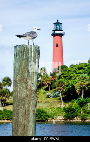 Florida Jupiter, Jupiter Inlet Light, Leuchtturm, Loxahatchee River, Möwe, FL141120063 Stockfoto