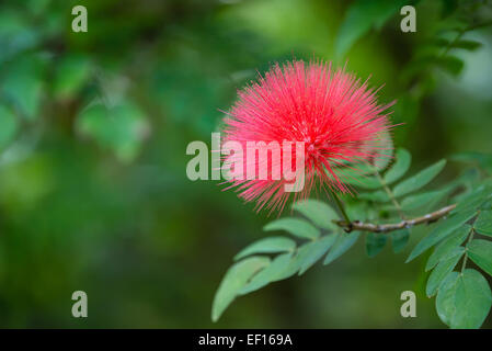 Blühende Mimosen Baum (Albizia Julibrissin) oder Silk Baum, Zweig Stockfoto