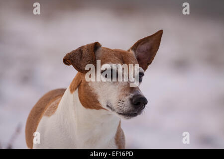 Porträt von einem Jack Russell Terrier Hund mit weißen Süße Jackrussellterrier Mit Engelsflügeln Und Einen