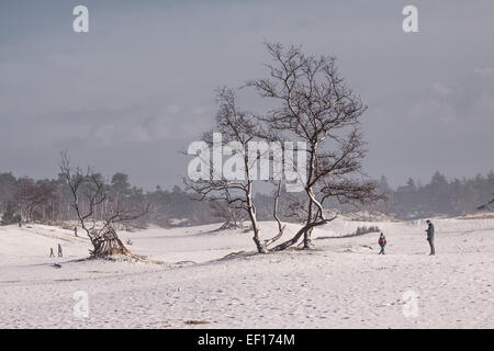Winterlandschaft am Nationalpark De Loonse und Drunense Duinen in den Niederlanden Stockfoto