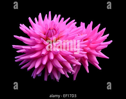 Rosa Dahlie Blumen isoliert auf schwarz Stockfoto