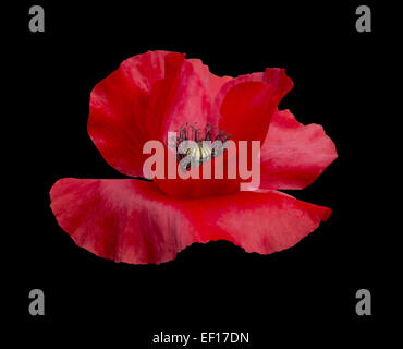 Red Poppy mit schwarzem Stempel isoliert auf schwarz. Stockfoto