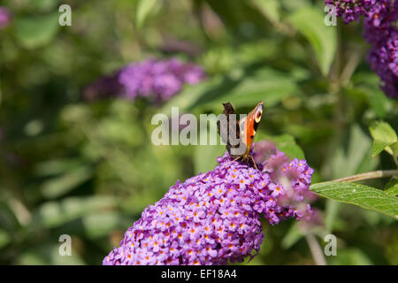 Europäische Tagpfauenauge (Aglais Io) auf einem violetten Sommerflieder Stockfoto
