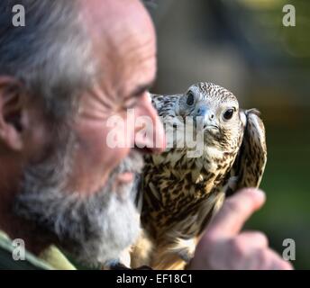 Falconer mit Sakerfalke Kasandra im Falkenhof Harz. Deutschland. Stockfoto