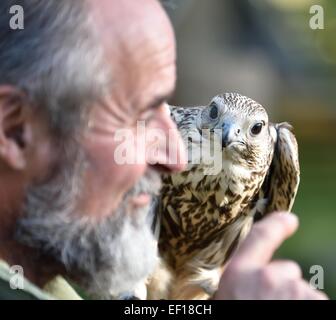 Falconer mit Sakerfalke Kasandra im Falkenhof Harz. Deutschland. Stockfoto