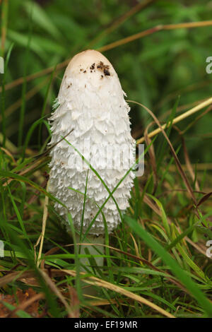 Pilz. Macrolepiota procera Stockfoto