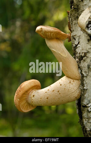 Honig-Pilze wachsen am Baum Stockfoto