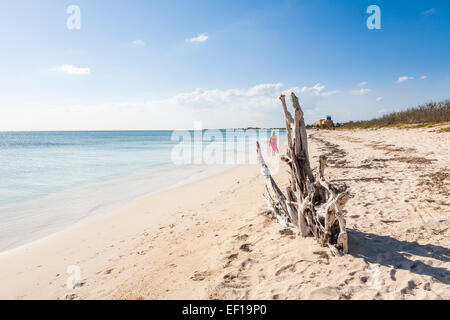 Schönen menschenleeren, unberührten weißen Sandstrand und azurblauen Meer unter einem blauen Himmel mit weißen Wolken in Trinidad, Kuba mit Treibholz an der Küste Stockfoto