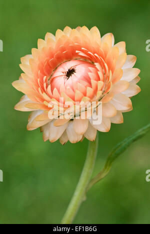 Orange Strawflower - Helichrysum bracteatum Stockfoto