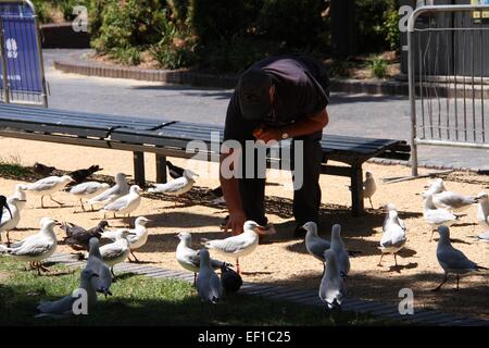 Ein Mann ernährt die Möwen in First Fleet Park, The Rocks, Sydney, Australien. Stockfoto