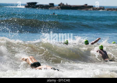 Sydney, Australien. 25. Januar 2015. Dies ist das 41. Ocean Swim Race vom Palm Beach Pavillion zum Zentrum von Whale Beach, Sydney, Australien. Auf den Bildern sehen sich Schwimmerwettkämpfer mit dem Schwimmen gegen starke Brandung Stockfoto