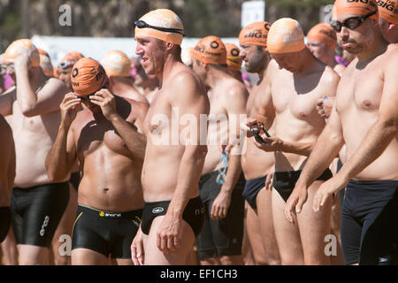 Männer Schwimm-Rennen. Sydney, Australien. 25. Januar 2015. Dies ist das Schwimmrennen 41. vom Palm Beach Pavillion zum Zentrum von Whale Beach, Sydney, NSW, Australien. Männliche Teilnehmer erwarten den Start ihres Rennens Stockfoto