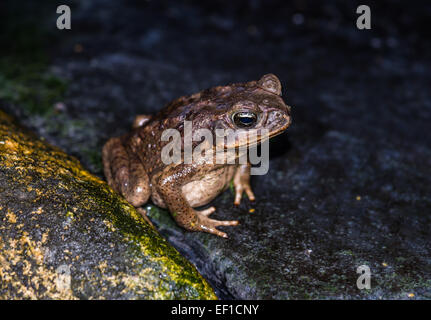 Eine Marine Kröte (Schädlingsbekämpfer Marina) auf einem Felsen. Belize, Mittelamerika. Stockfoto