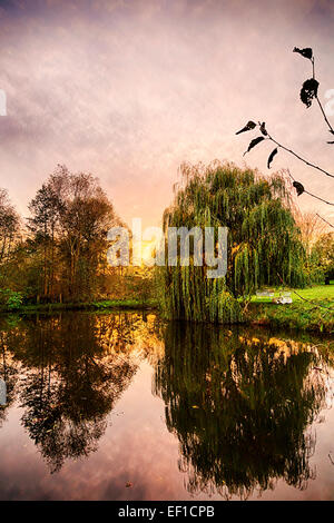 HDR-Shooting von einer Trauerweide Spiegelung in einem Teich Stockfoto