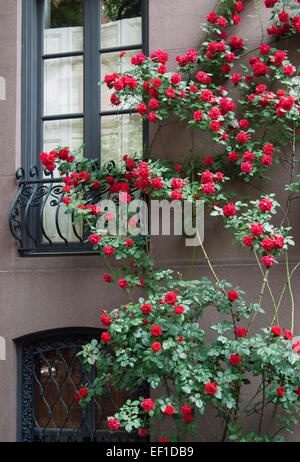 Rote Rosen wachsen auf der Seite ein Brownstone Gebäude in New York City Stockfoto