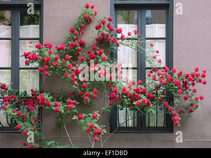 Rote Rosen wachsen auf der Seite ein Brownstone Gebäude in New York City Stockfoto