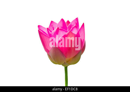 Schöne Lotus (einzigen Lotusblüte isoliert auf weißem Hintergrund) Stockfoto