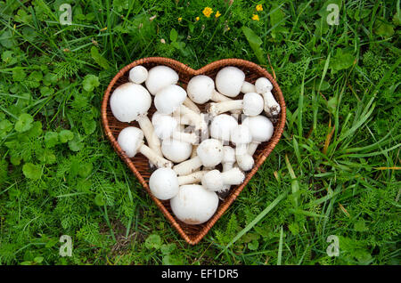 Roh weiß wilde Pilze Champignons Agaricus im Korb auf dem Rasen Stockfoto