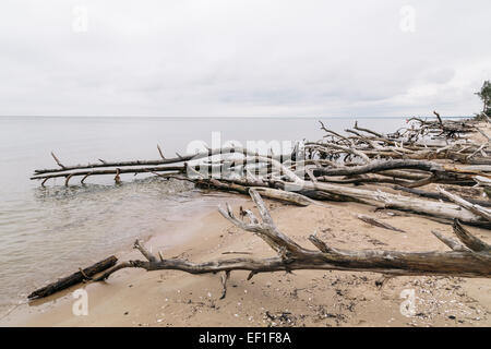 Bäume gefällt während heftige Stürme säumen den Strand am Kap Kolka, Lettland Stockfoto