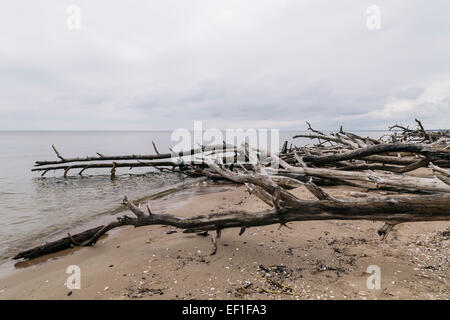 Bäume gefällt während heftige Stürme säumen den Strand am Kap Kolka, Lettland Stockfoto