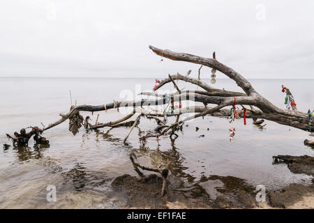 Bäume gefällt während heftige Stürme säumen den Strand am Kap Kolka, Lettland Stockfoto