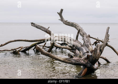 Bäume gefällt während heftige Stürme säumen den Strand am Kap Kolka, Lettland Stockfoto