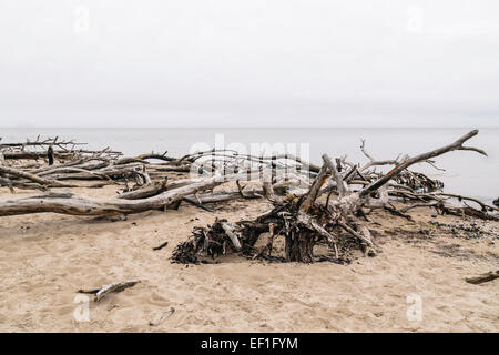 Bäume gefällt während heftige Stürme säumen den Strand am Kap Kolka, Lettland Stockfoto