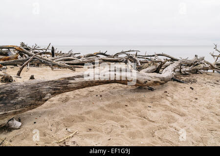 Bäume gefällt während heftige Stürme säumen den Strand am Kap Kolka, Lettland Stockfoto