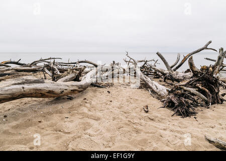 Bäume gefällt während heftige Stürme säumen den Strand am Kap Kolka, Lettland Stockfoto