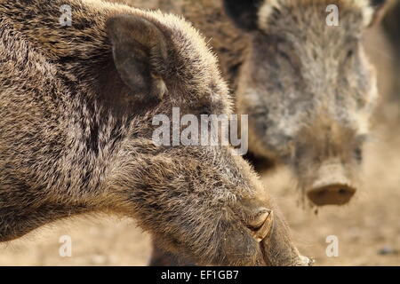 Nahaufnahme eines großen Wildschwein männliche mit großen Stoßzähnen (Sus Scrofa) Stockfoto