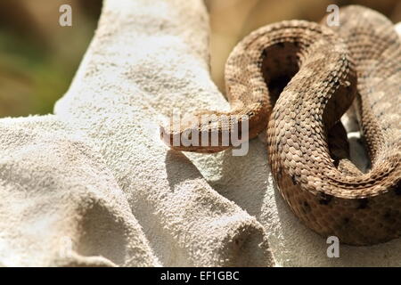 gefährliche europäische Schlange Closeup, Herpetologe schützende Lederhandschuh ein Vipera Ammodytes festhalten Stockfoto