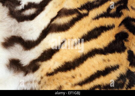 interessante Tiger Fell Detail, echte Textur auf Tier Stockfoto