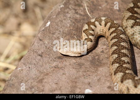 großen Vipera Ammodytes (Europäische Sand Viper) weibliche sonnen sich auf einem Felsen, das ist gefährlich und giftig Schlange ab Eur Stockfoto
