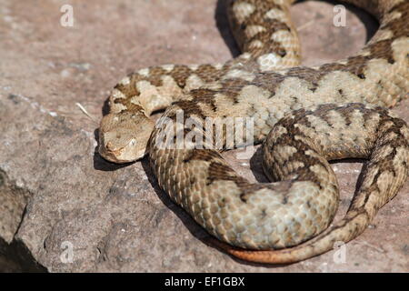 großen Vipera Ammodytes (Europäische lange Nase Viper) Weibchen sonnen sich auf einem Stein Stockfoto