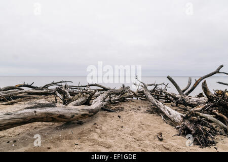 Bäume gefällt während heftige Stürme säumen den Strand am Kap Kolka, Lettland Stockfoto