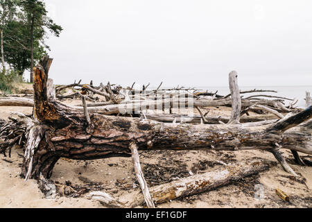 Bäume gefällt während heftige Stürme säumen den Strand am Kap Kolka, Lettland Stockfoto