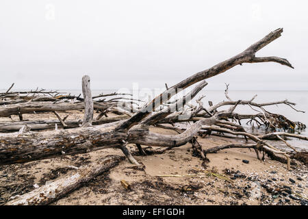 Bäume gefällt während heftige Stürme säumen den Strand am Kap Kolka, Lettland Stockfoto