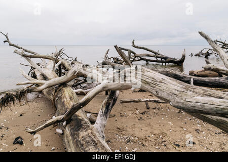 Bäume gefällt während heftige Stürme säumen den Strand am Kap Kolka, Lettland Stockfoto