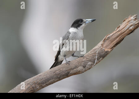 Graue Butcherbird (Cracticus Manlius), Leimbeckens, South Australia, SA, Australien Stockfoto