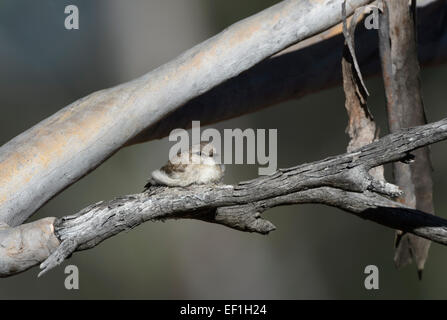 Jacky Winter (Microeca Fascinans) sitzt auf seinem Nest, SA, Leimbeckens, South Australia, Australien Stockfoto