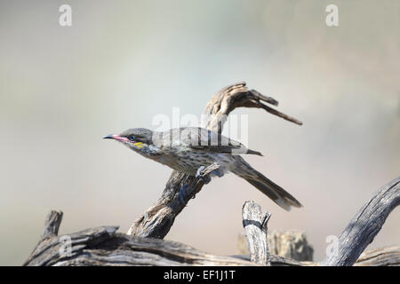 Langusten-cheeked Honigfresser (Acanthagenys Rufogularis), Leimbeckens, South Australia, SA, Australien Stockfoto